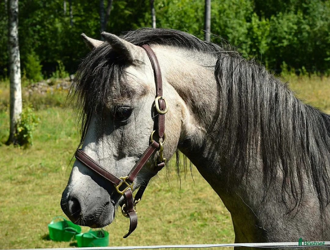 Allround hästar till salu: Härlig Welsh Mountain kille - Annons 1