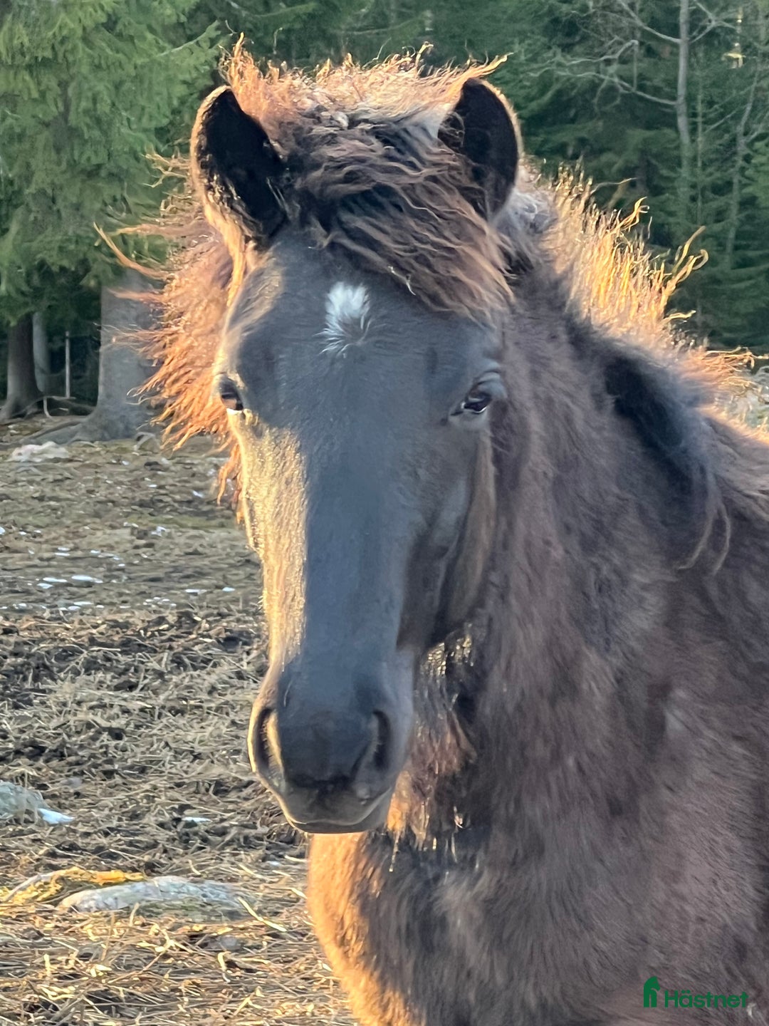 Trav hästar till salu: Lovande ettårig kallblodstravare i Idkerberget - Bild 2