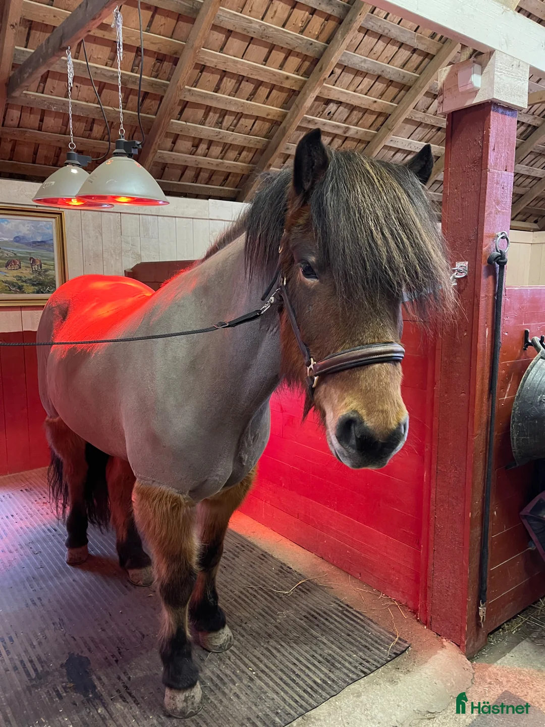  stallplats finnes: Stallplats/lösdrift i Fellingsbro - Annons 3