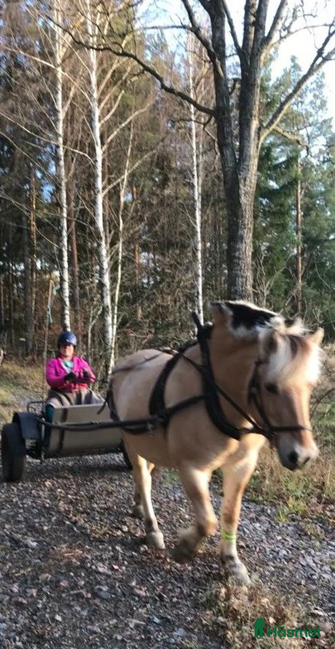 Körvagnar körning till salu: Rockard D ponny- häst - Annons 2