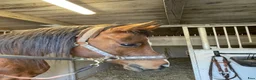 Allround hästar till salu: Arabvalack Enköping  i Enköping - Annons 3