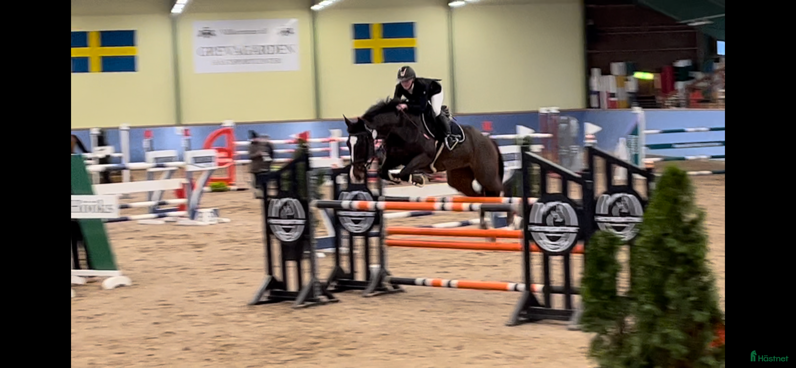  hästar Hopp/dressyr sto - Annons 16