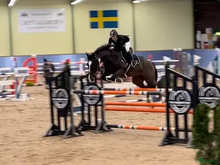 hästar Hopp/dressyr sto - Annons 16