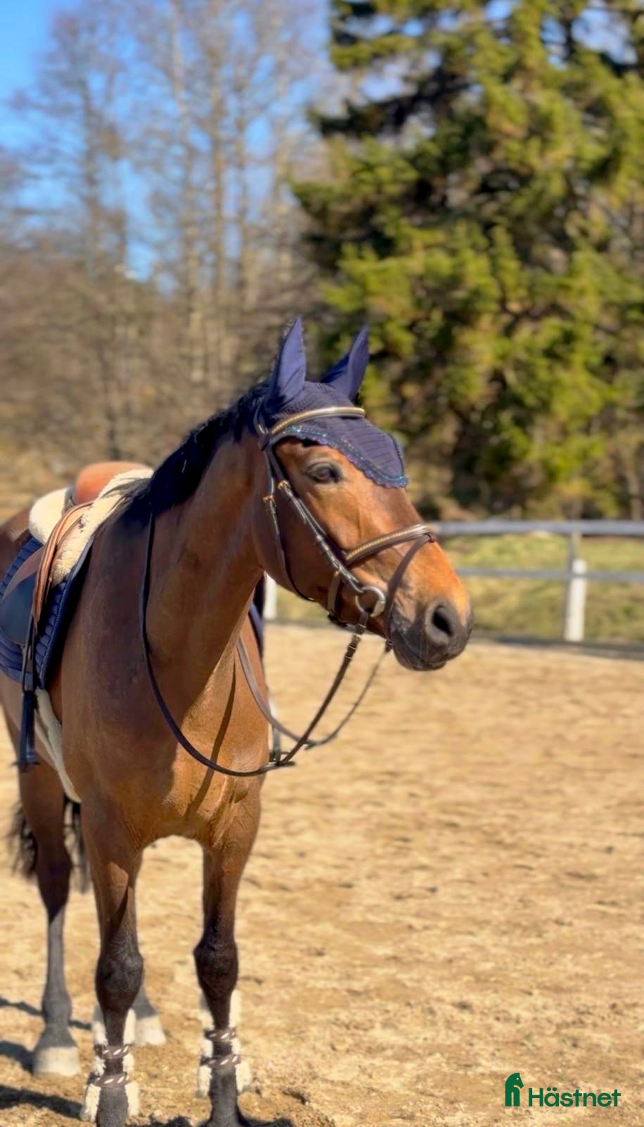  hästar Lovande ponny för ungponnyklasser-även verksamhet  - Annons 2