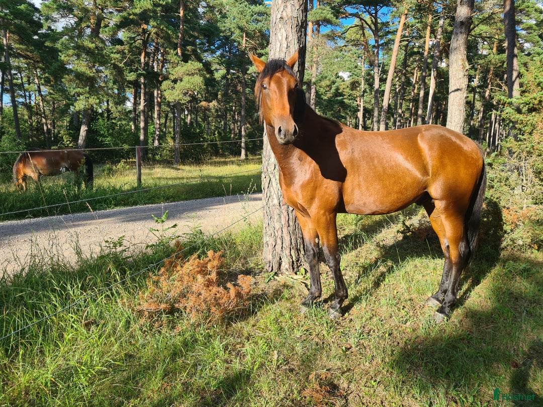 Trav hästar till salu: Ny trav stjärna ? i Havdhem - Annons 3