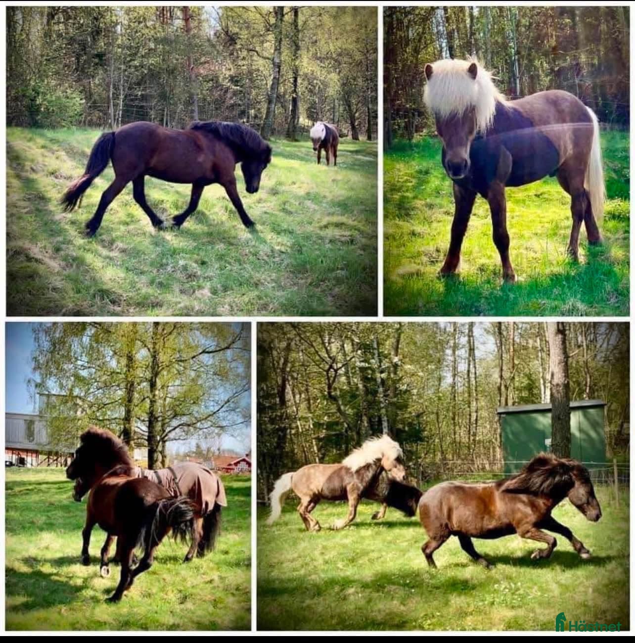  stallplats Lediga boxplatser till islandshästar  - Annons 2
