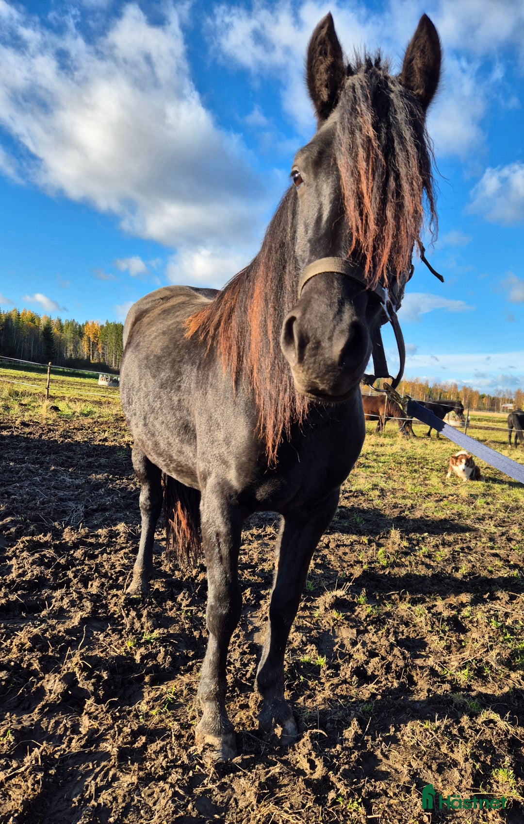Allround hästar till salu: Kolsvart skönhet i Bjuråker - Annons 2