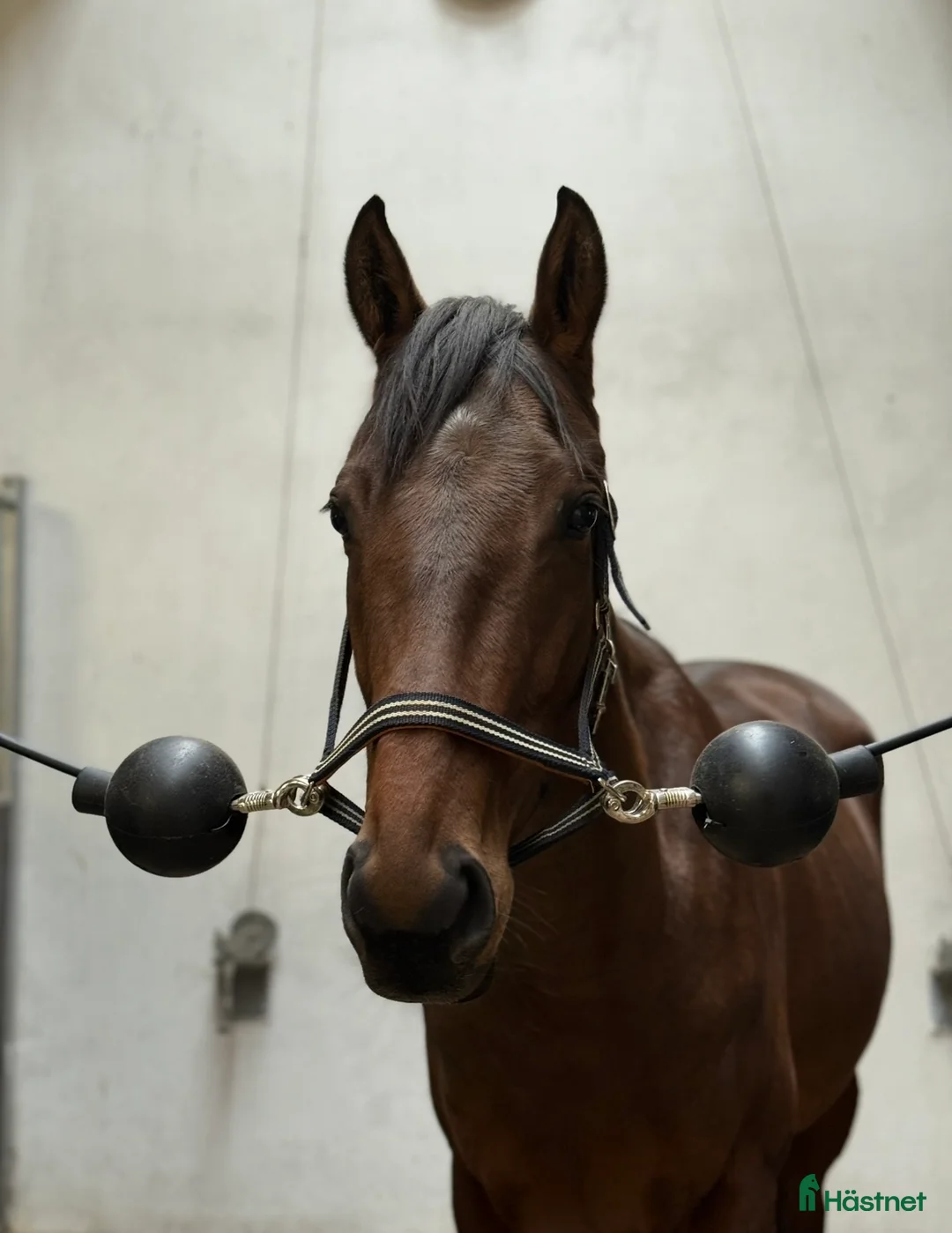 Allround hästar till salu: RESERVERAD- Världens bästa unghäst söker hem - Annons 6