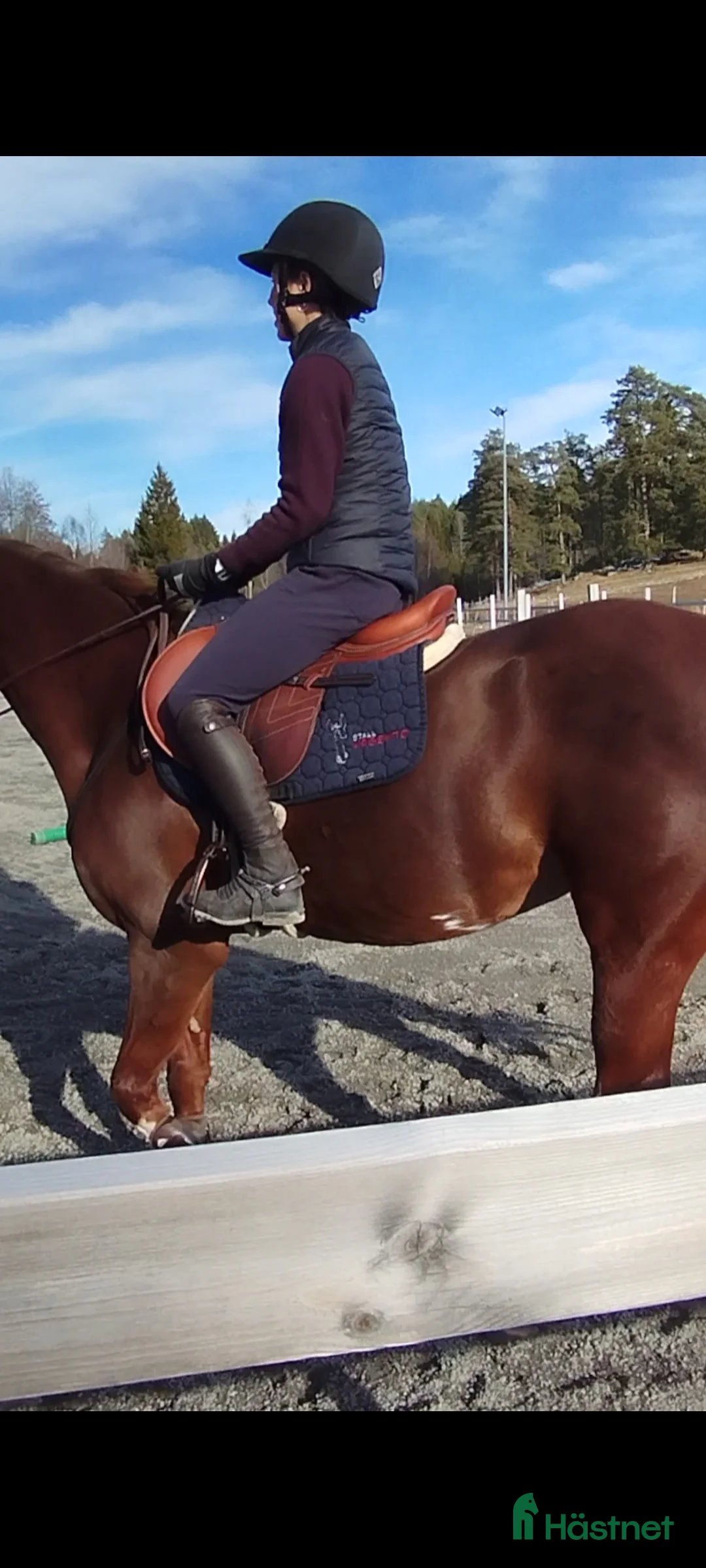  hästservice finnes: Horse Holistic - Hästutbildning - Annons 10