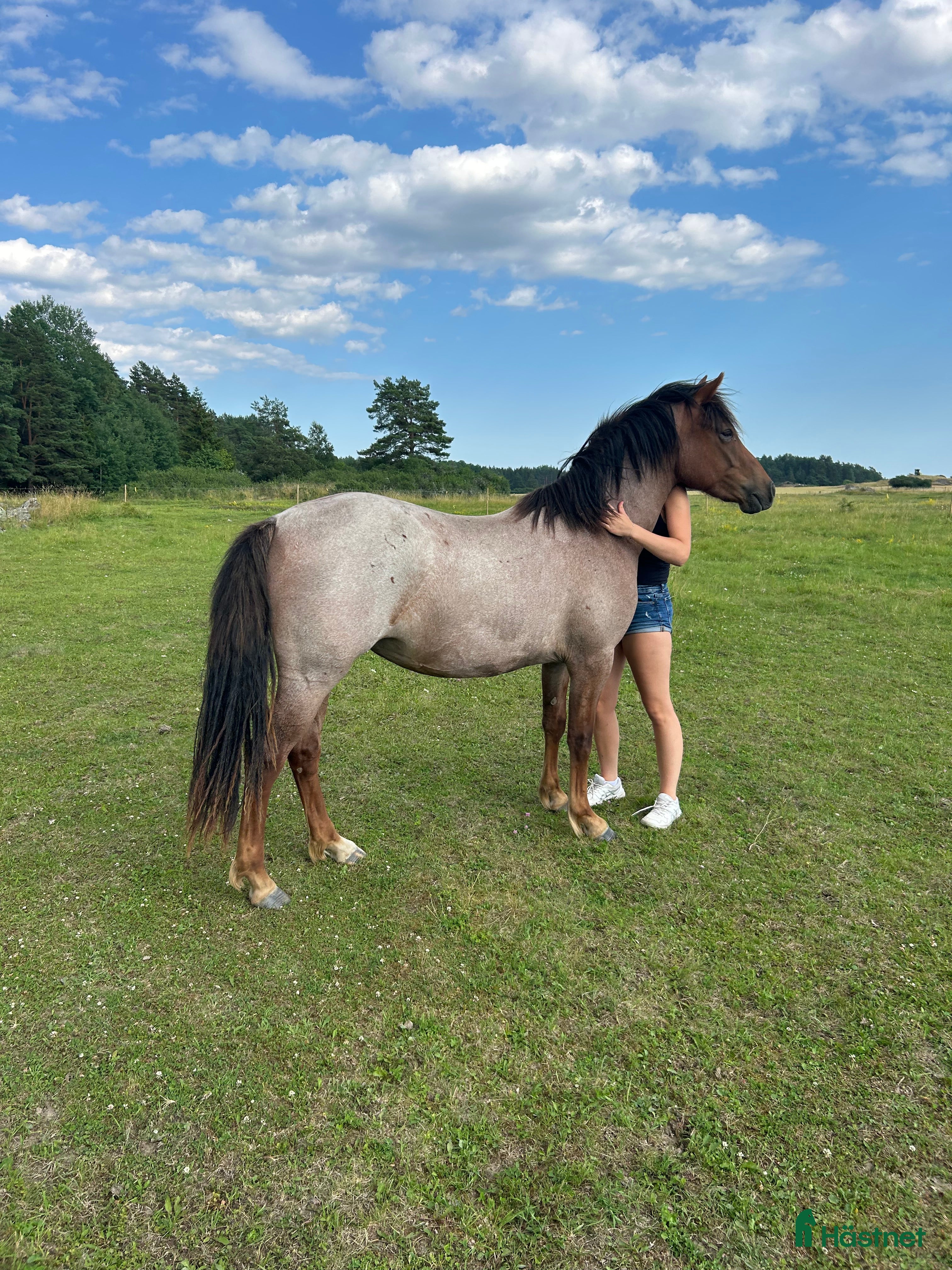  hästar Fantastiskt sto i Täby - Annons 11