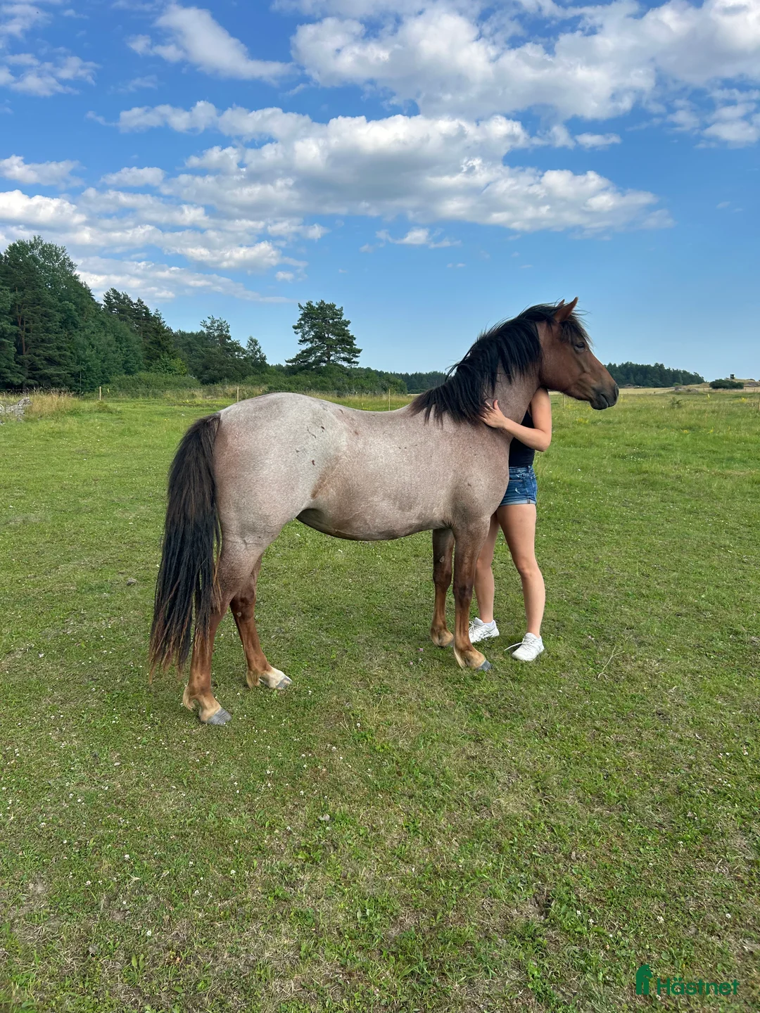 Hoppning hästar till salu: Fantastiskt sto i Täby - Annons 1