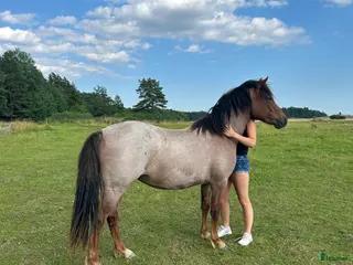 hästar Fantastiskt sto i Täby - Annons 5
