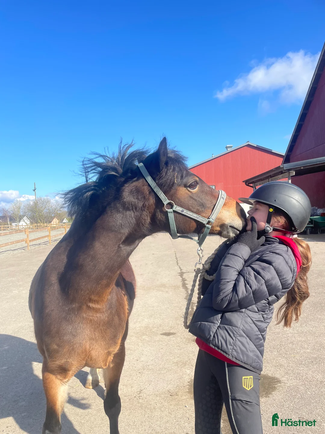 Allround hästar sökes: Medryttare finnes i Helsingborg - Annons 5