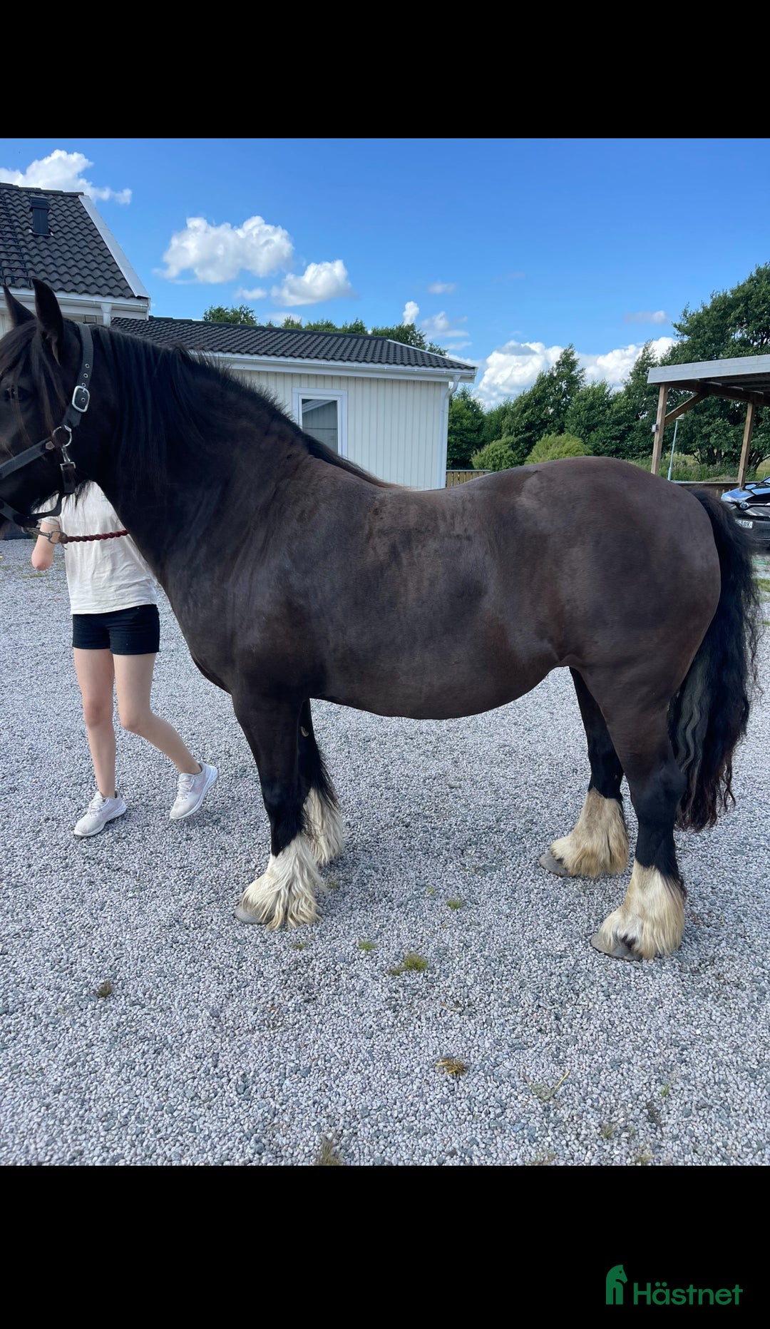 Allround hästar till salu: Två fina hästar söker sitt sista hem i Kristianstad - Bild 6