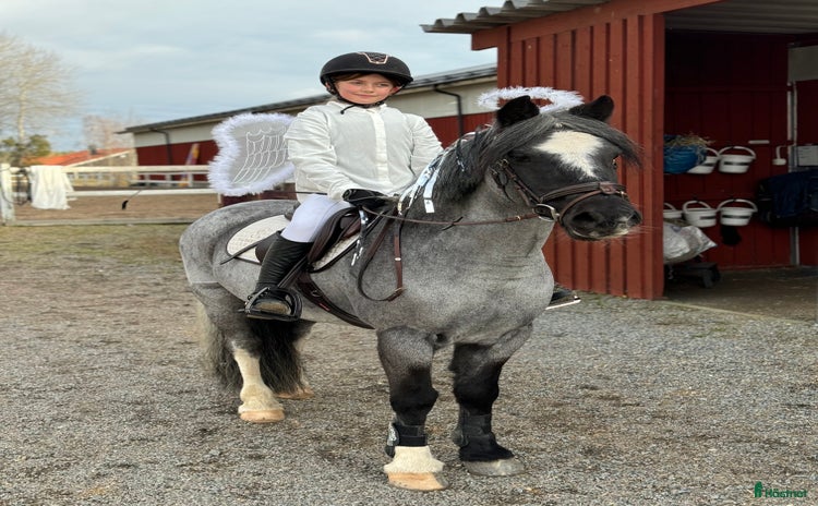  hästar i Sigtuna - Annons 16