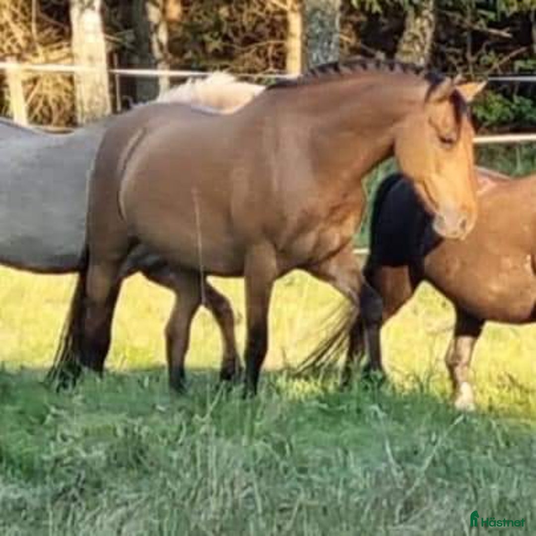  foderhäst finnes: Delfodervärd sökes i Ljungbyhed - Annons 9