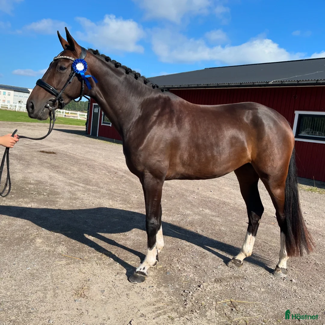 Dressyr hästar till salu: Vackert sto med framtiden för sig - Annons 3