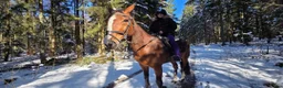 Allround hästar sökes: Vår nästa själsfrände(Långsiktigt) - Annons 1