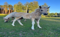 Island hästar till salu: Sockersöt sto i Näshulta - Annons 9