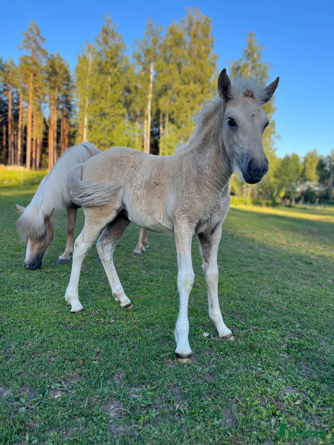 Island hästar till salu: Sockersöt sto i Näshulta - Annons 9