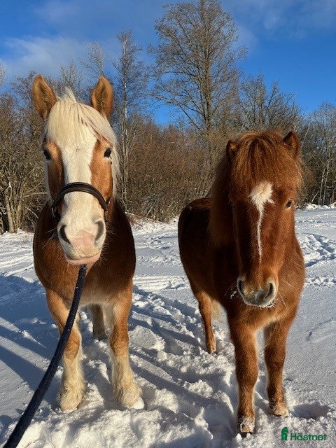  medryttarhäst sökes: Billy och Reifur söker medryttare - Annons 2