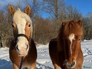 medryttarhäst sökes: Billy och Reifur söker medryttare - Annons 21
