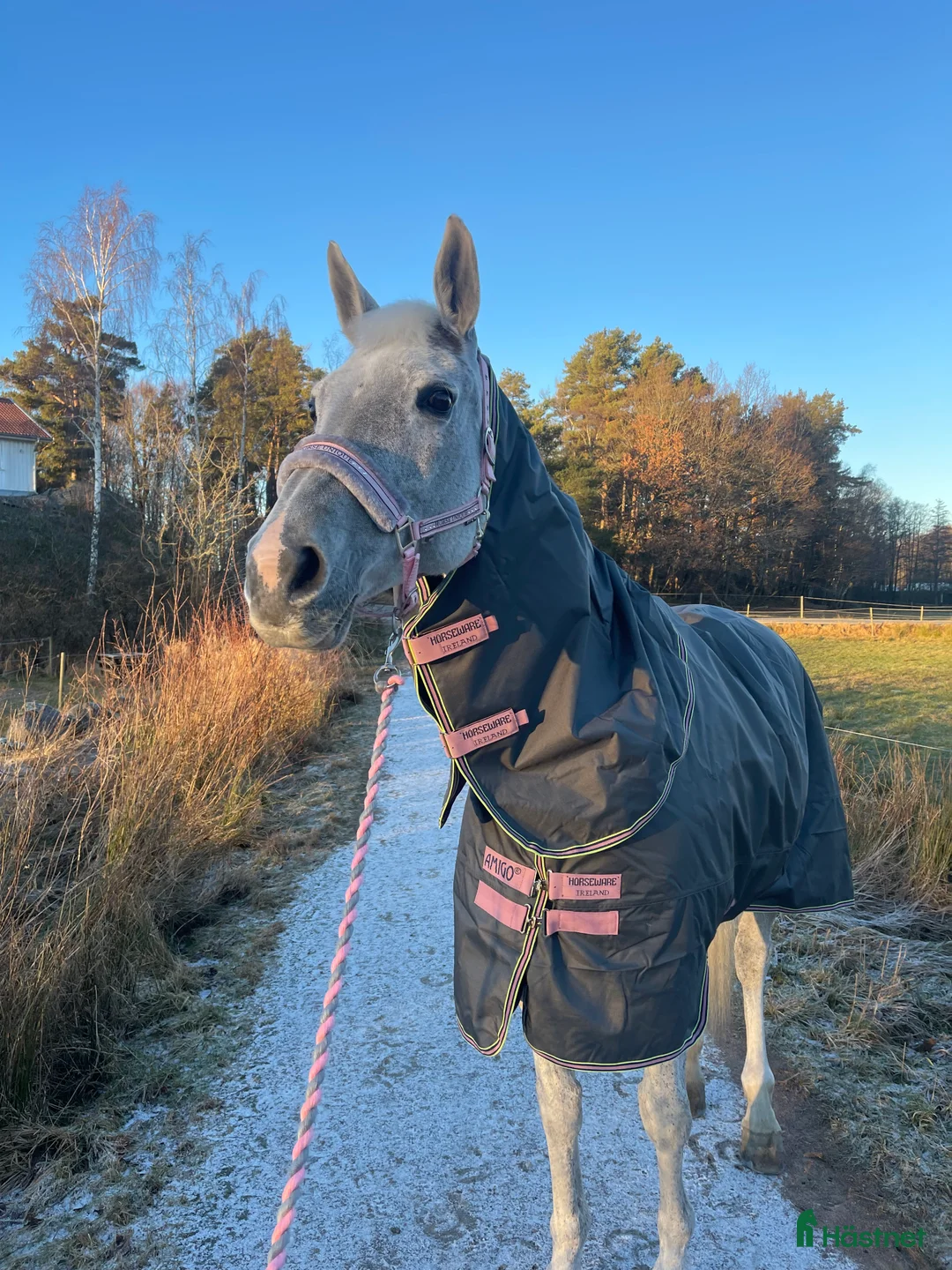 Allround hästar till salu: Underbart sto utöver det vanliga! - Annons 3