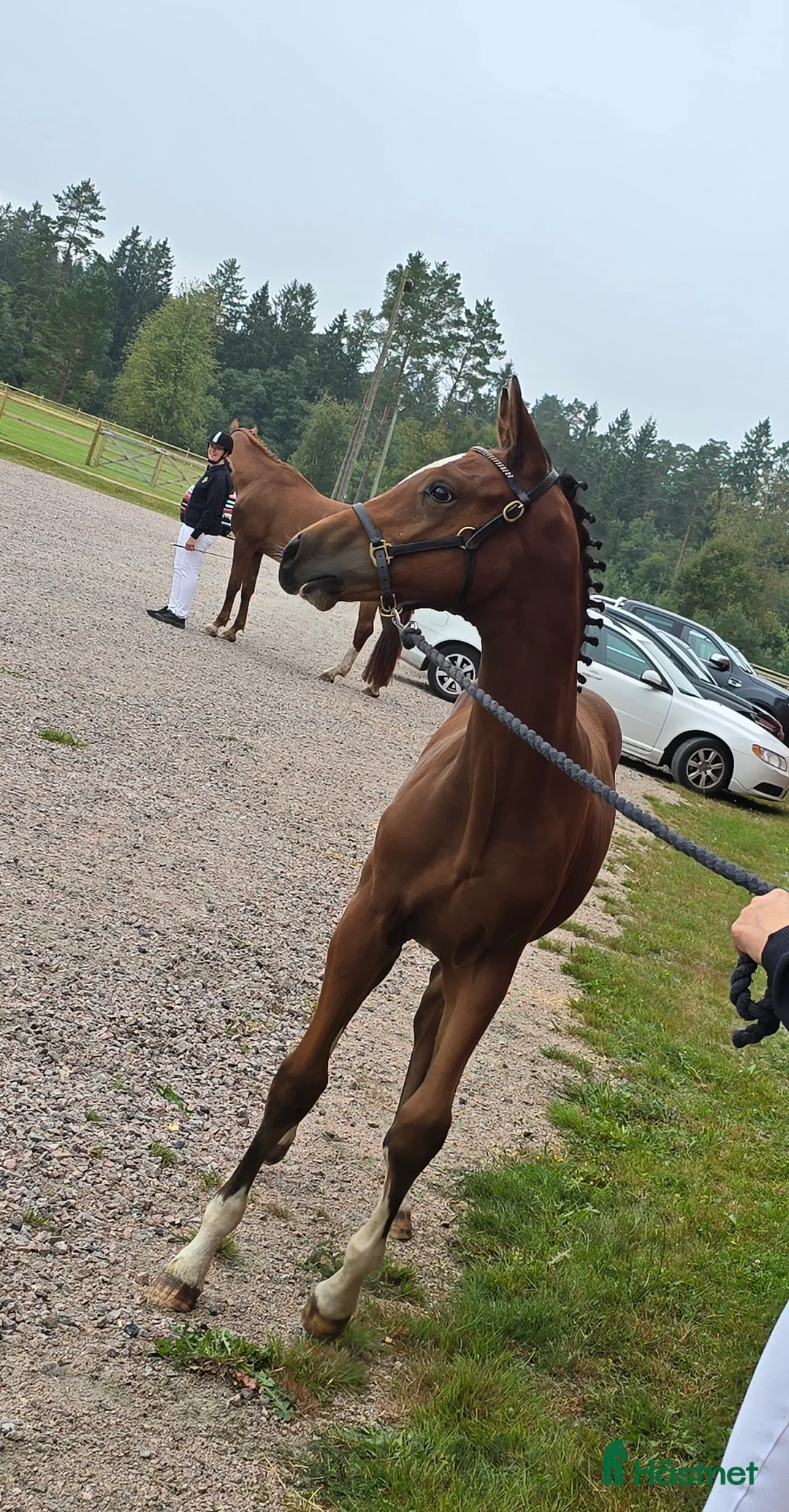 Hoppning hästar till salu: Im Extra EB - Guidam - Magini  f25 - Annons 3