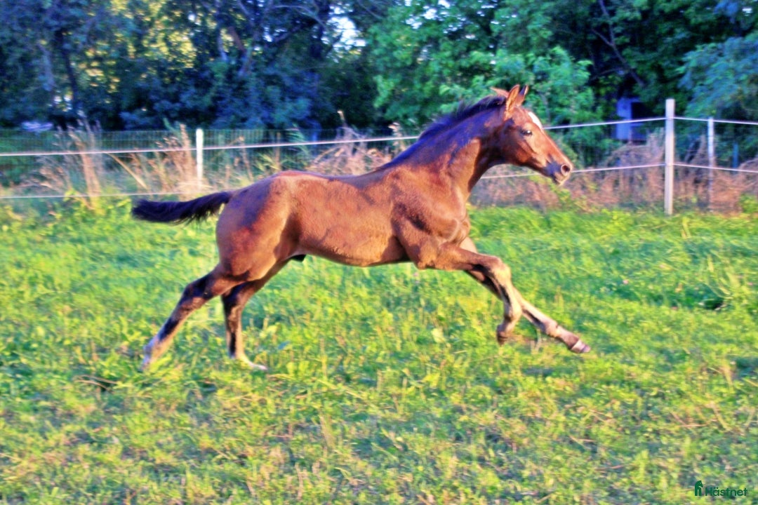 Dressyr hästar till salu: Premiumhingst av Federer x Egalestamm i København - Annons 5