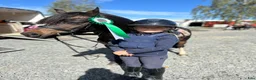 Allround hästar till salu: Superfin B-ponny! - Annons 5
