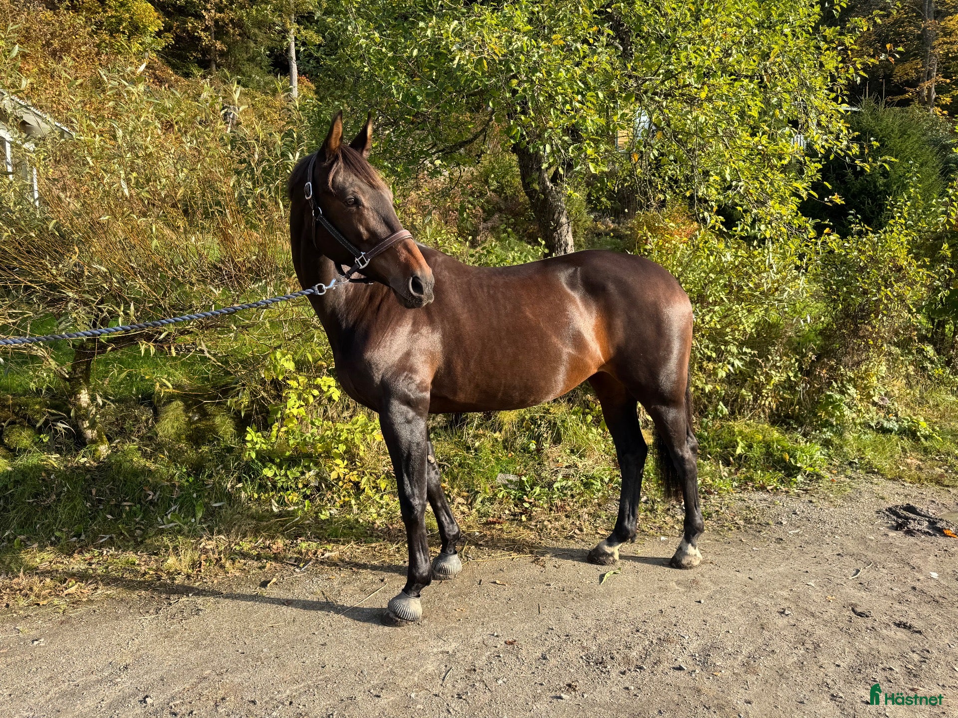  hästar Trevligt sto - Annons 2
