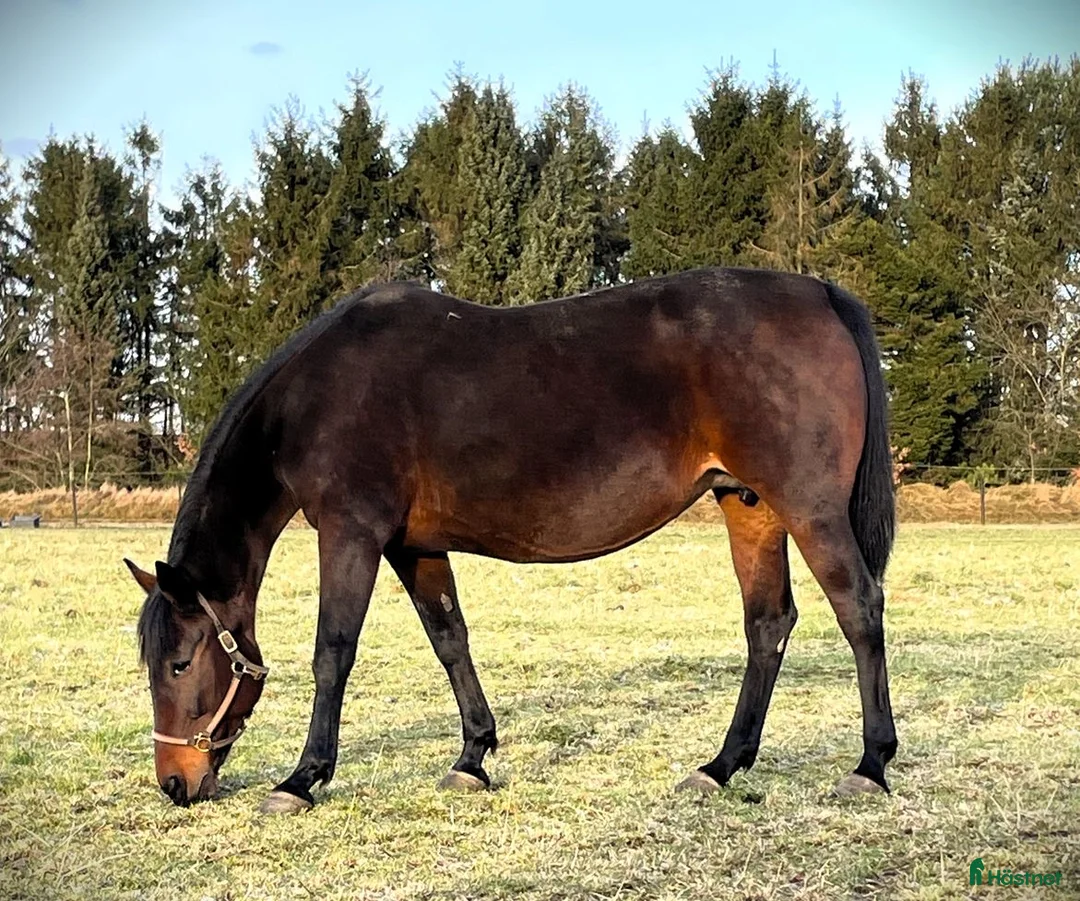 Sällskap hästar till salu: Tyra skänkes bort till ett lovande bra hem  i Uddevalla - Annons 2