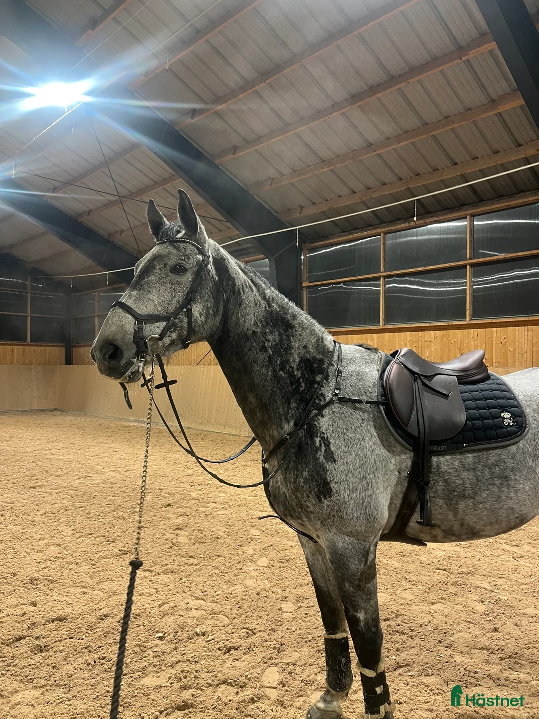 Hoppning hästar till salu: Valack med karaktär  - Annons 3