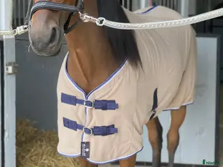 Täcken hästutrustning Svettäcken 125 - Annons 13