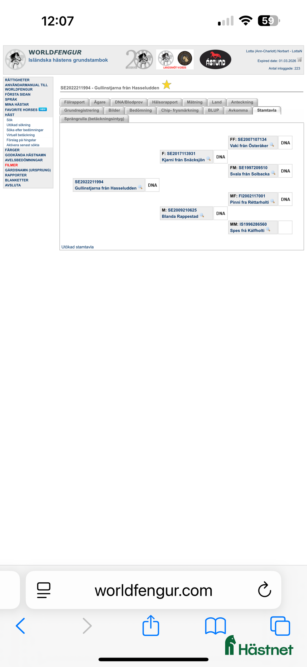 Island hästar till salu: Gullan - barnbarn till en 🌟!! i Skånes Fagerhult - Annons 7