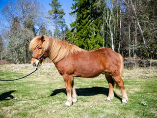 hästar Oslipad diamant säljes - Annons 1