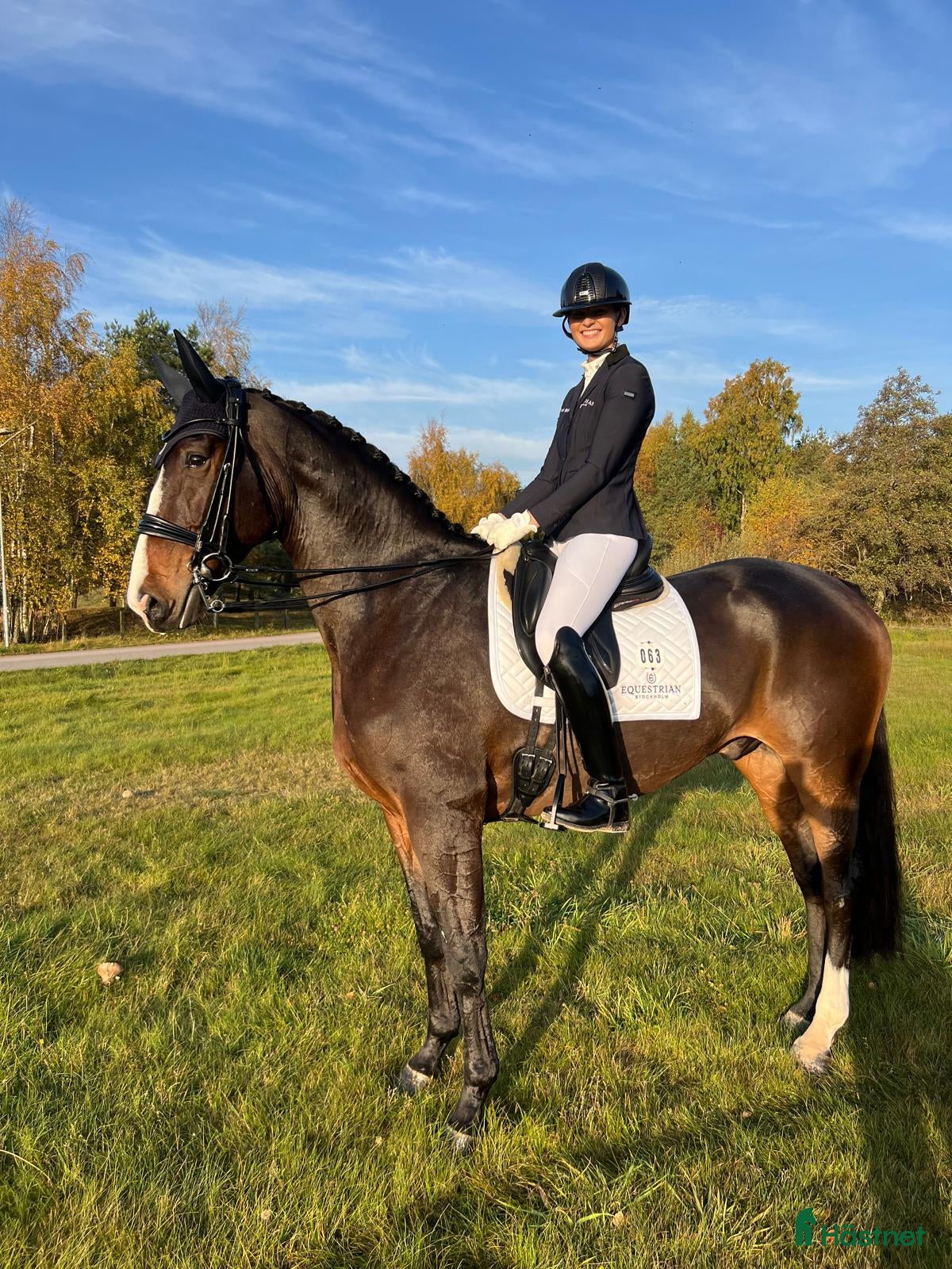  hästar Tillfälle välriden läromästare - Annons 7