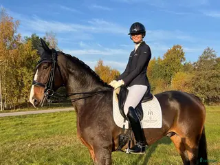 hästar Tillfälle välriden läromästare - Annons 7