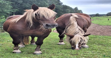  hästar i Holsbybrunn - Annons 2