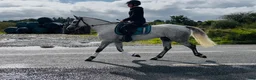 Hoppning hästar till salu: Beautiful overheight Connemara  - Annons 6