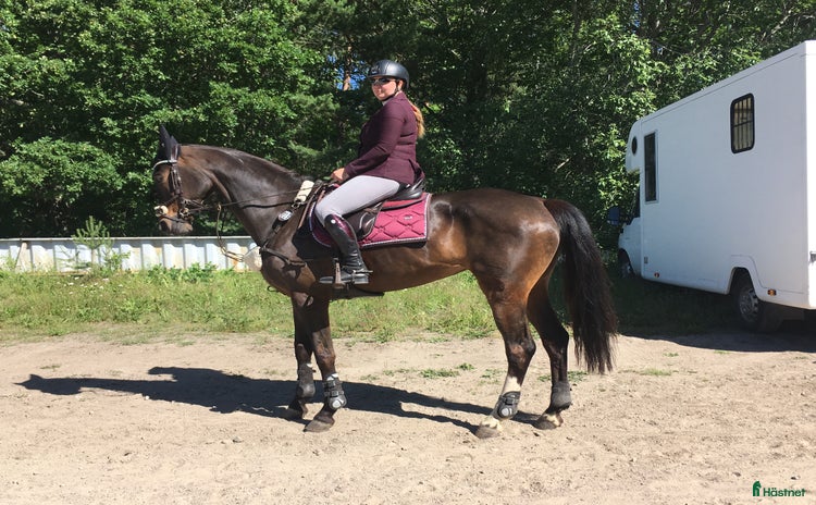  hästar i Vallentuna - Annons 3