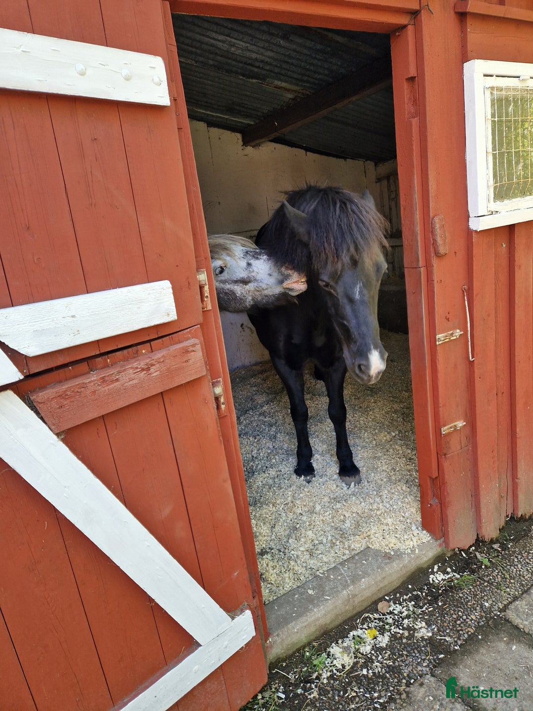  stallplats finnes: Ledig lösdrift I Hisings kärra (Gerrebacka) i Hisings Kärra - Annons 5