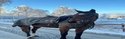 Hoppning hästar till salu: Intressekoll  i Jönköping - Annons 2