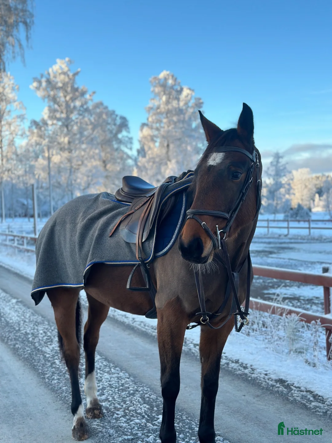 Hoppning hästar till salu: Intressekoll  i Jönköping - Annons 2