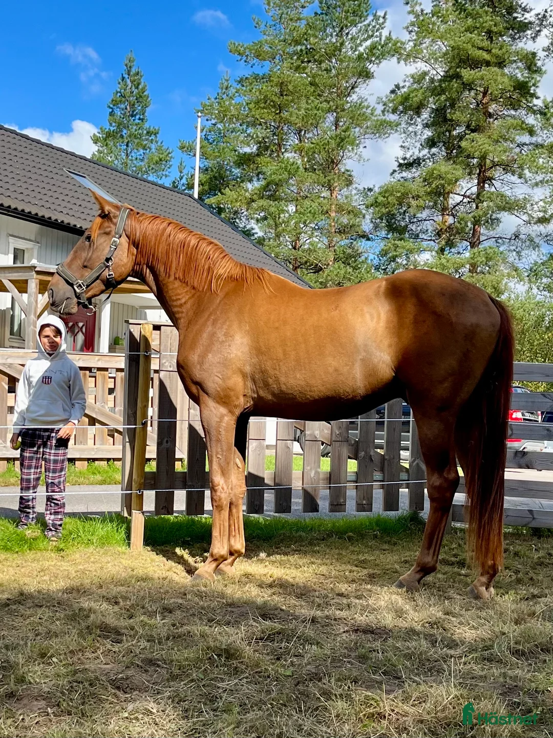 Allround hästar till salu: Trevlig valack i Hyssna - Annons 1