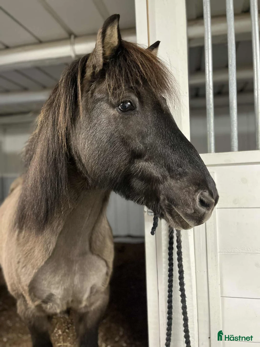 Island hästar till salu: Säljes/bytes - Annons 3