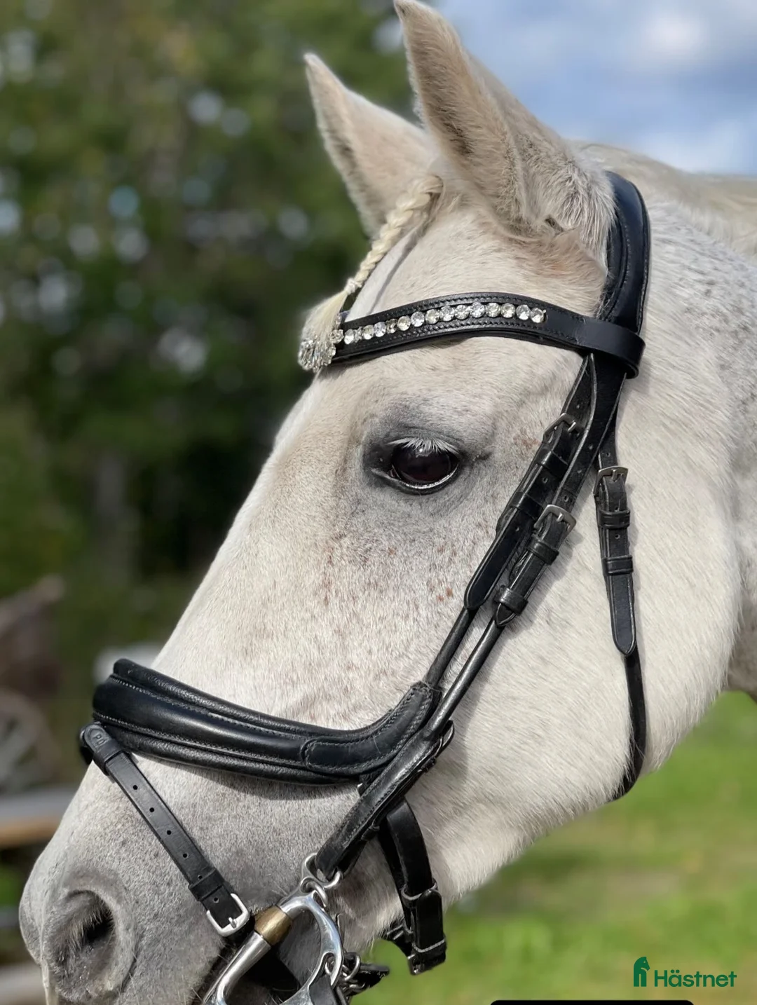 Träns hästutrustning till salu: Träns och Pannband - Annons 2