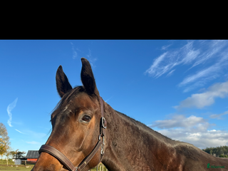 hästar Phoebe W - Annons 18