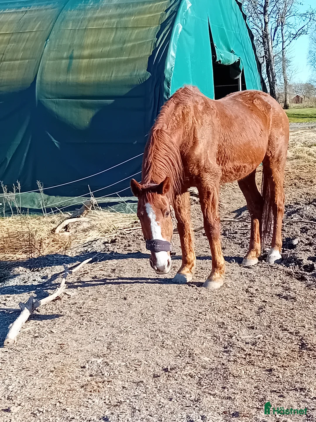 Övrigt hästar till salu: Pigg 23-åring i Högsäter - Annons 3