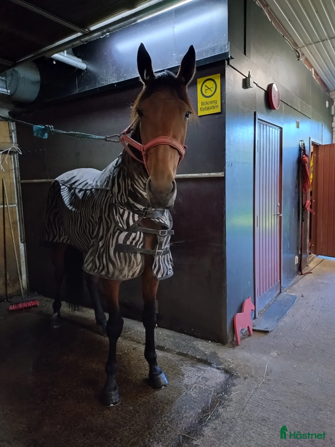 Allround hästar till salu: Sto till valfri disciplin  i Lövstabruk - Annons 1